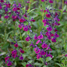 Salva Violette de Loire  'barsal'